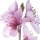 شکوفه هلو Peach Blossom